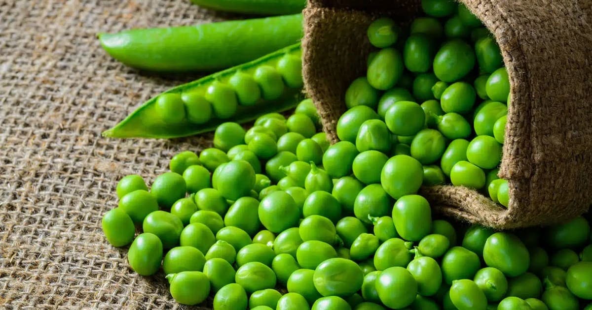 Petit pois : légume ou féculent ? Décryptage nutritionnel