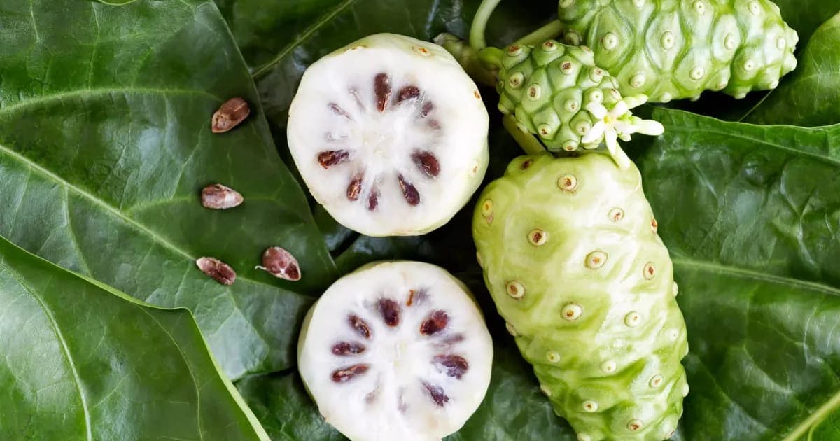 Jus de Noni : Un Trésor Tropical aux Multiples Bienfaits Santé