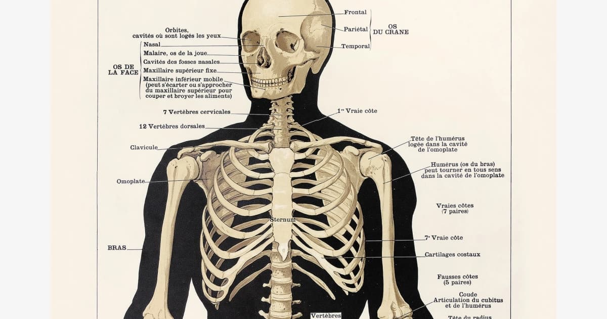 Nutrition et santé osseuse : les clés d'un squelette robuste à tout âge