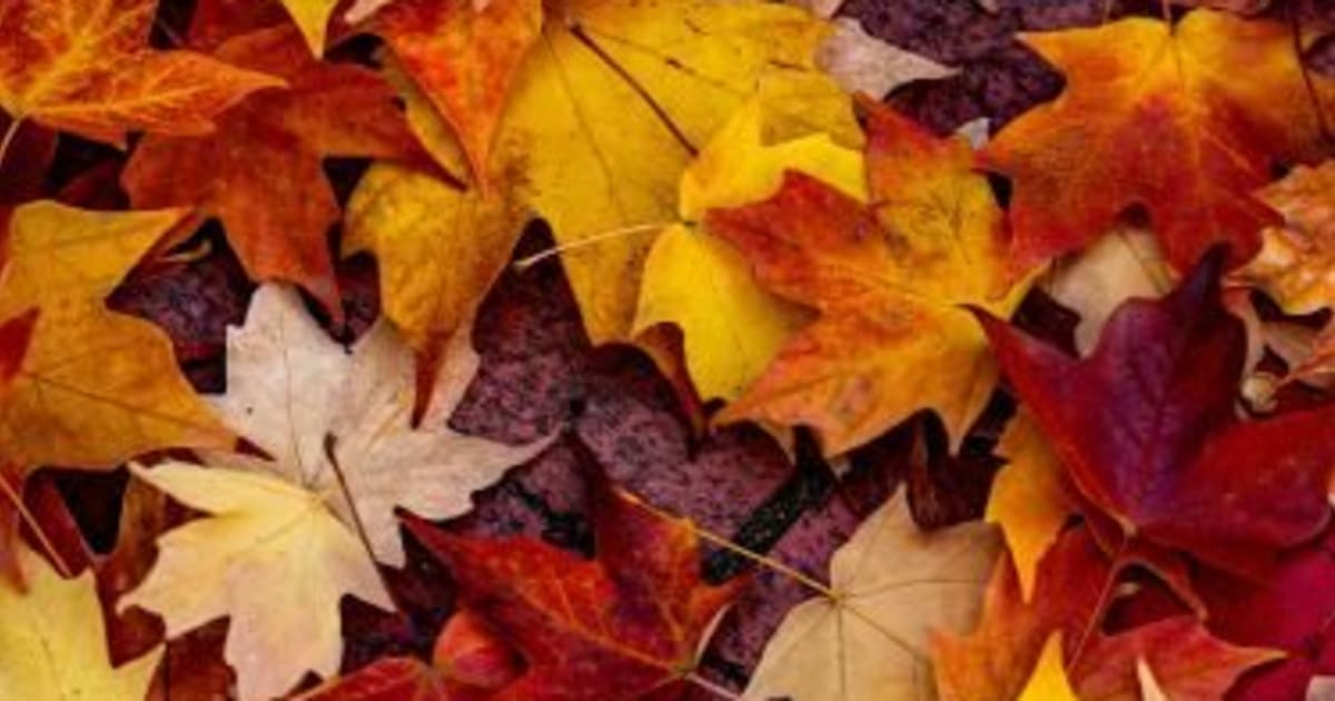Automne en pleine forme : 5 clés pour renforcer votre santé et votre vitalité