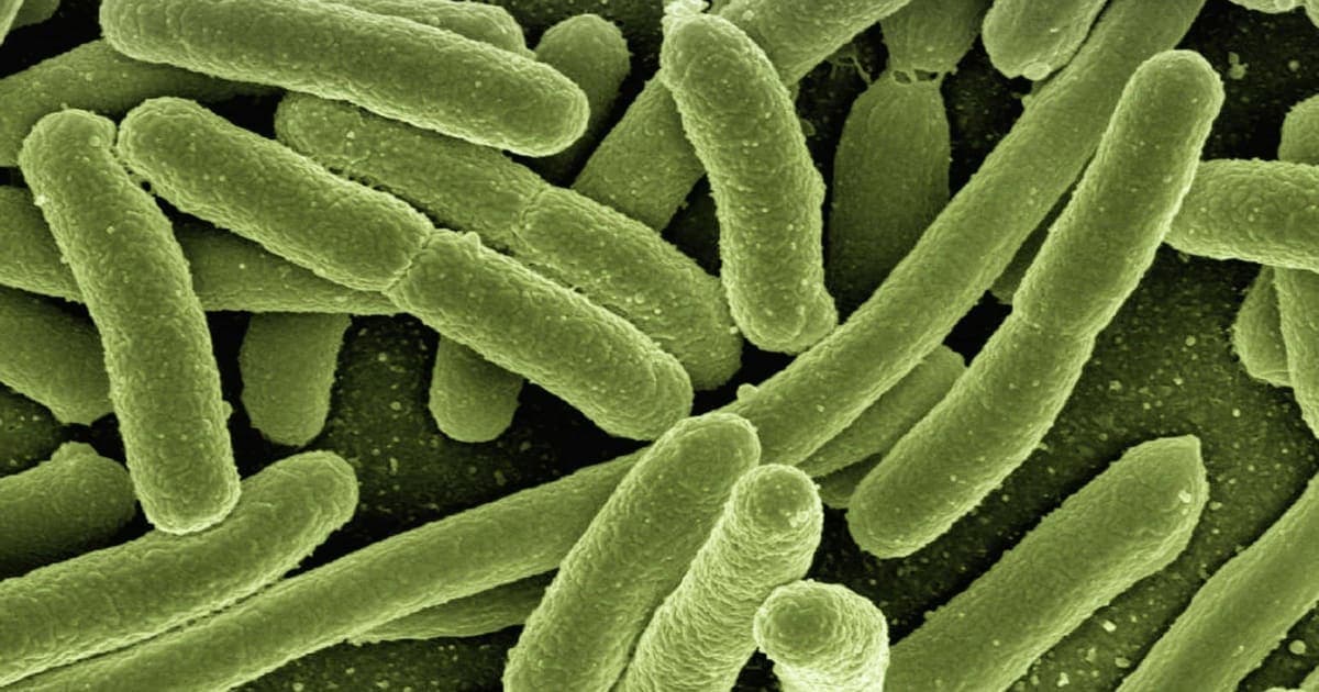 Le Microbiote Intestinal : Rôle, Équilibre et Impact sur Votre Santé Globale